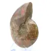 Ammonite une pièce - 3