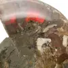 Ammonite une pièce - 4