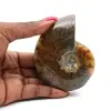 Ammonite polie - 0
