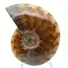 Ammonite polie - 1