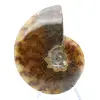 Ammonite polie - 2