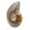 Ammonite polie - 3