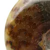 Ammonite polie - 4