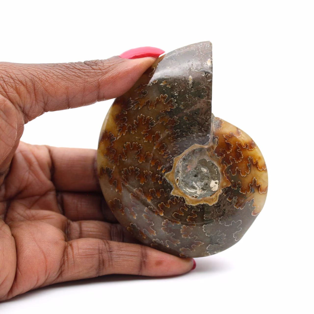 Ammonite polie