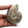 Ammonite fossile de Madagascar - 0