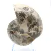 Ammonite fossile de Madagascar - 1