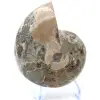 Ammonite fossile de Madagascar - 2