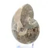 Ammonite fossile de Madagascar - 3