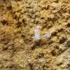 Quartz Faden Himalaya - 6