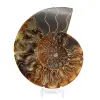 Fossile d'ammonite une pièce - 1
