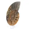 Fossile d'ammonite une pièce - 2