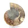 Fossile d'ammonite une pièce - 4