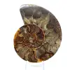 Ammonite naturelle fossile - 1