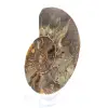 Ammonite naturelle fossile - 2