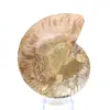 Ammonite naturelle fossile - 4
