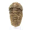Trilobite brut du Maroc - 0