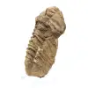 Trilobite brut du Maroc - 1