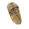 Trilobite brut du Maroc - 2