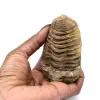 Trilobite brut du Maroc - 3