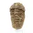 Trilobite brut du Maroc