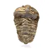 Trilobite brut - 0