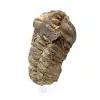Trilobite brut - 1