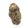 Trilobite brut - 2
