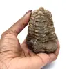 Trilobite brut - 3