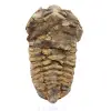 Trilobite du Maroc - 0
