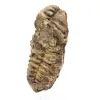 Trilobite du Maroc - 1