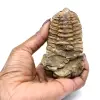 Trilobite du Maroc - 3
