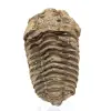 Trilobite fossile brut - 0