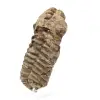 Trilobite fossile brut - 1