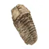 Trilobite fossile brut - 2