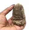 Trilobite fossile brut - 3