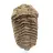 Trilobite fossile brut