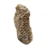 Fossile de trilobite du Maroc - 1