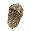 Fossile de trilobite du Maroc - 2