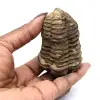 Fossile de trilobite du Maroc - 3