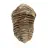Fossile de trilobite du Maroc