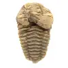 Fossile de trilobite - 0