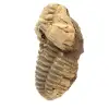 Fossile de trilobite - 1