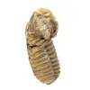 Fossile de trilobite - 2
