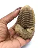 Fossile de trilobite - 3