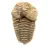 Fossile de trilobite