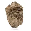 Trilobite fossile - 0