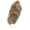 Trilobite fossile - 1