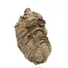 Trilobite fossile - 2