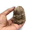Trilobite fossile - 3