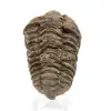 Trilobite du Maroc - 0